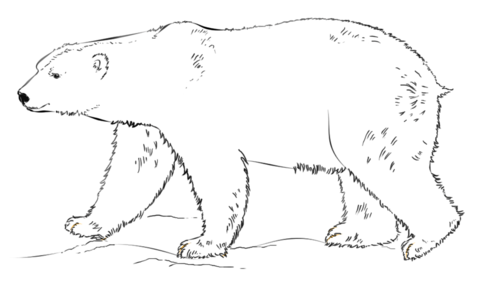 Polar Bear Walking Coloring Page